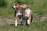 AMSTAFF  PUPPIES 189